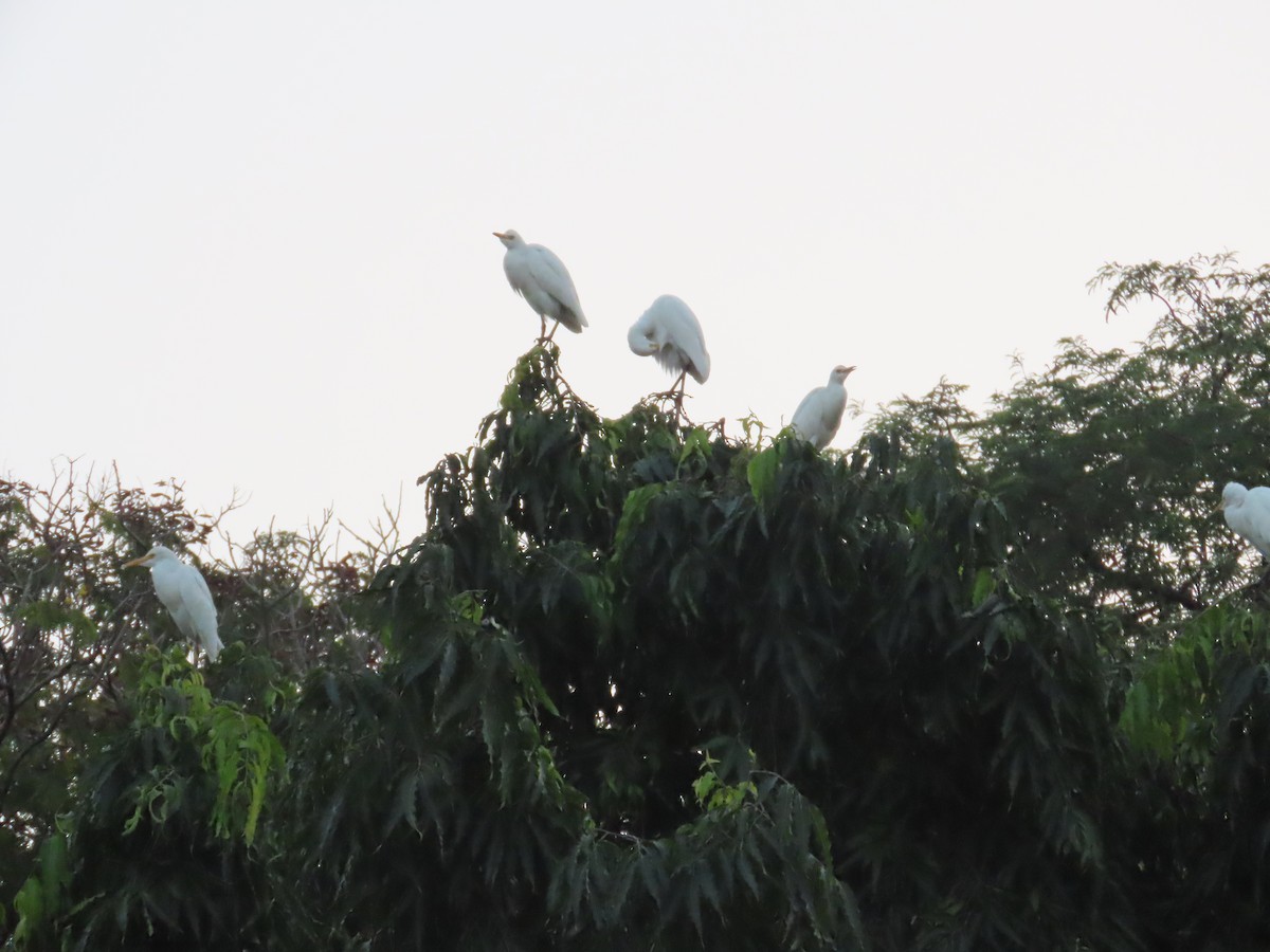 volavka dobytčí - ML645705722