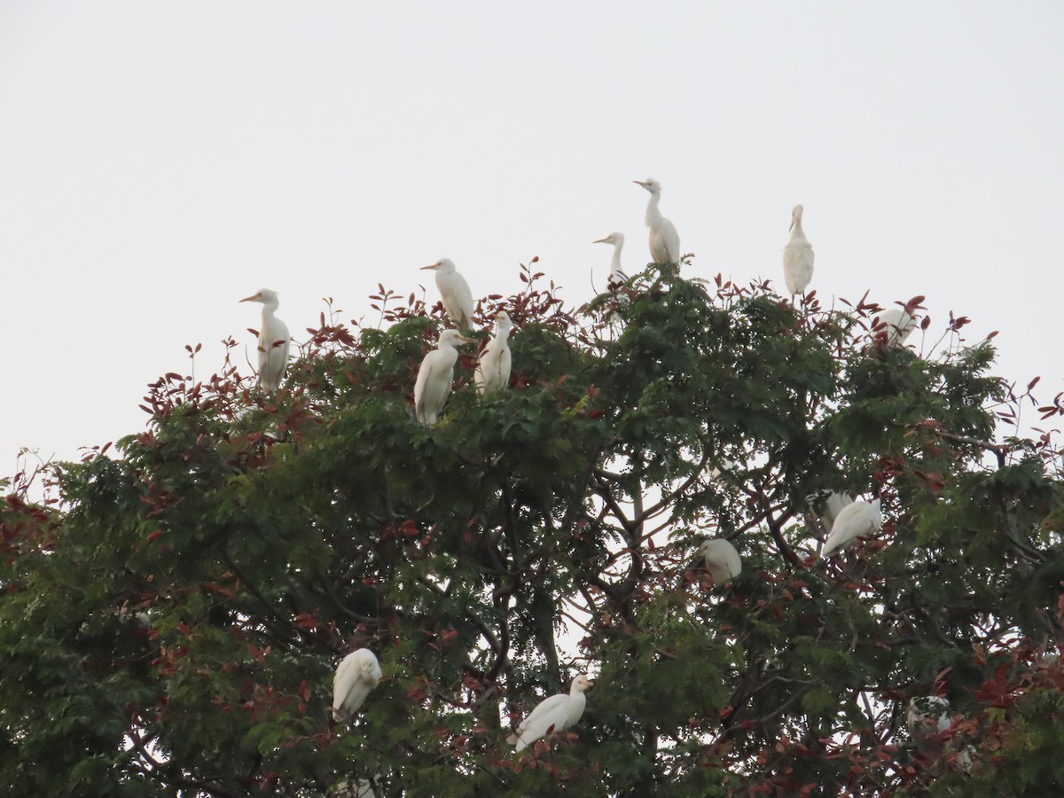 volavka dobytčí - ML645705723