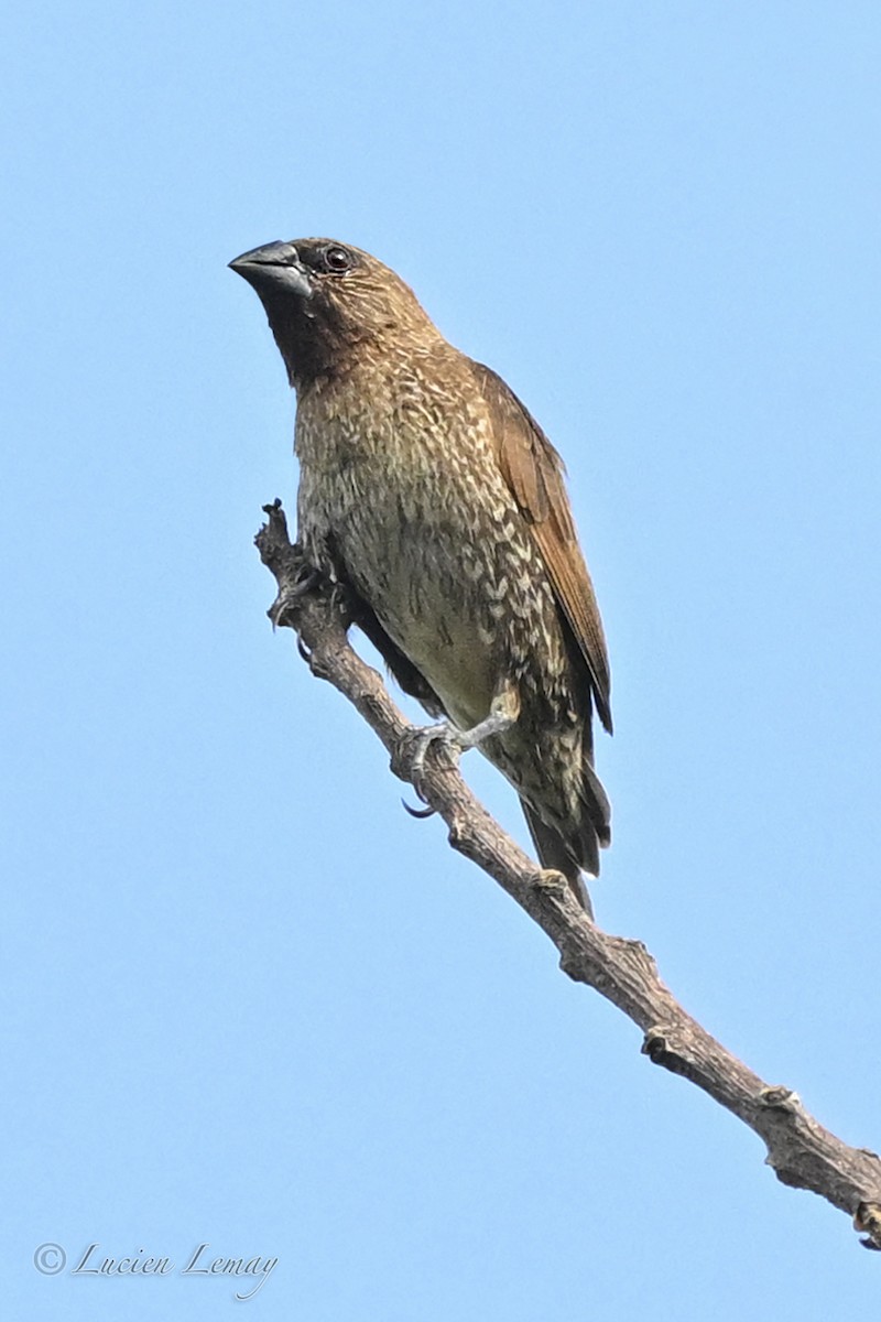 panenka muškátová - ML645705724