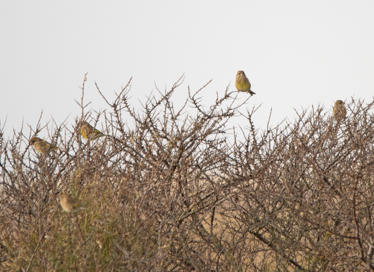 zvonek zelený - ML645705725