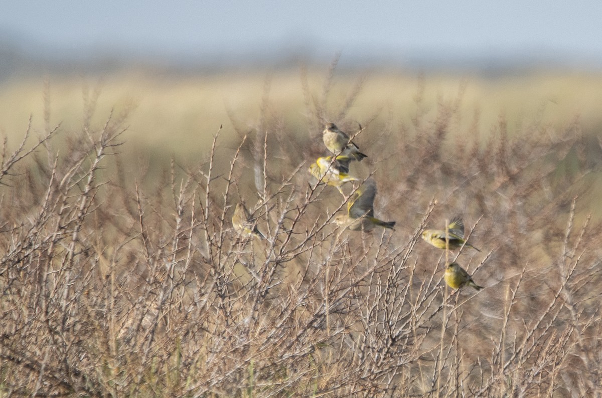 zvonek zelený - ML645705726