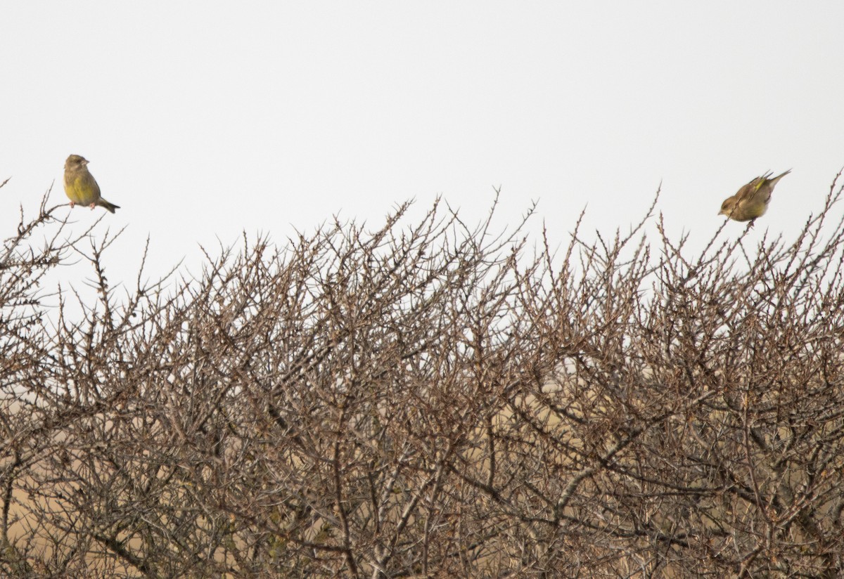 zvonek zelený - ML645705727