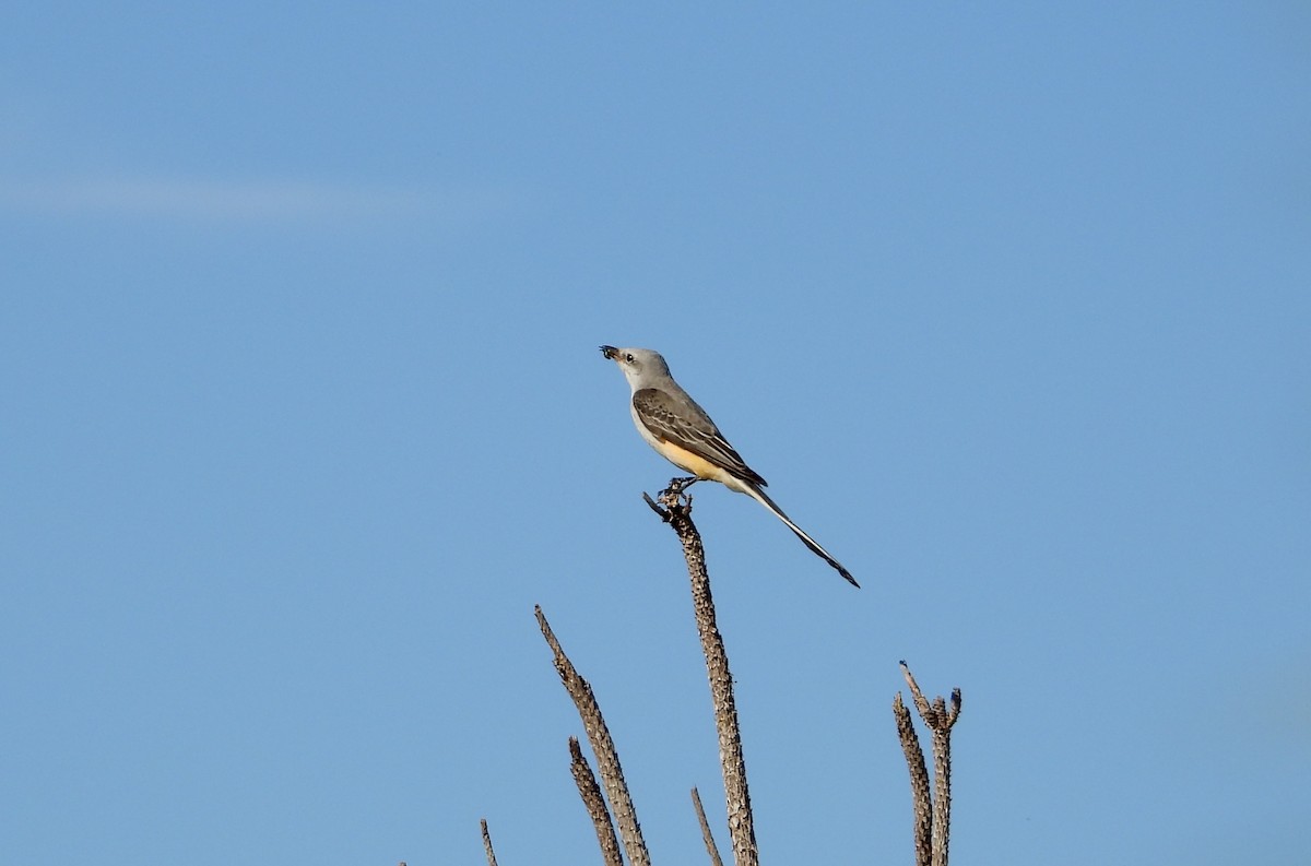 Scissor-tailed Flycatcher - ML645705728