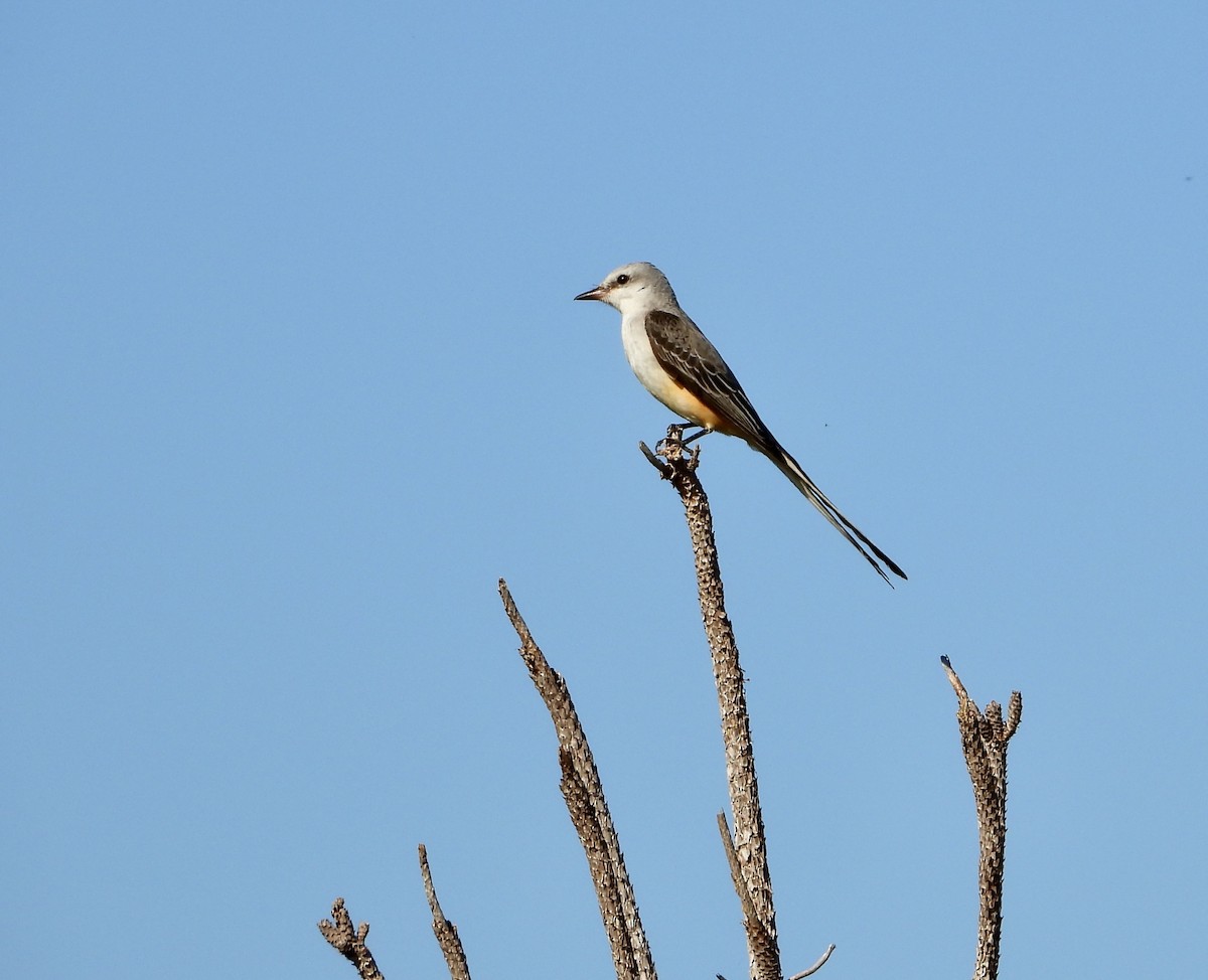 Scissor-tailed Flycatcher - ML645705729