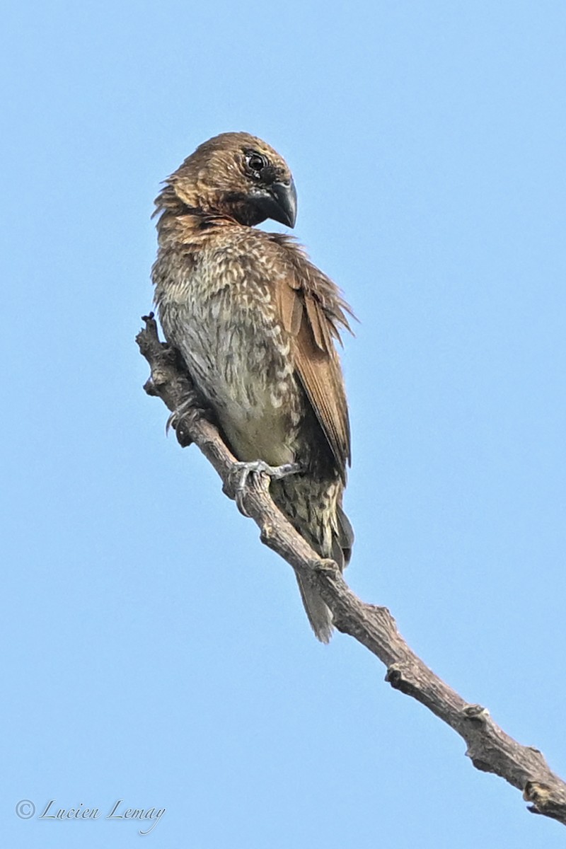 panenka muškátová - ML645705730