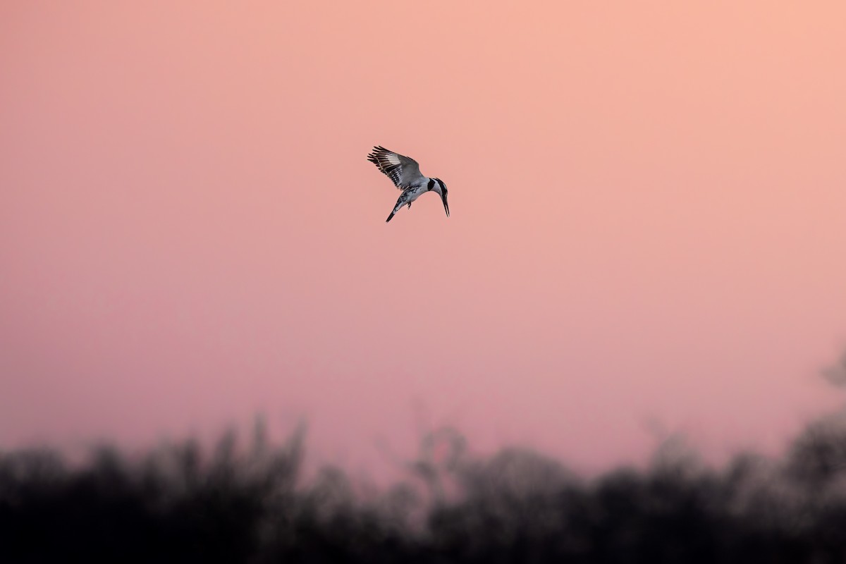 rybařík jižní - ML645705732