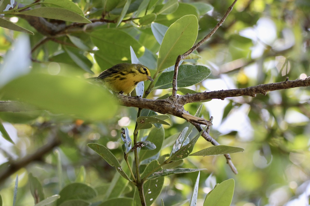 lesňáček pokřovní - ML645705733