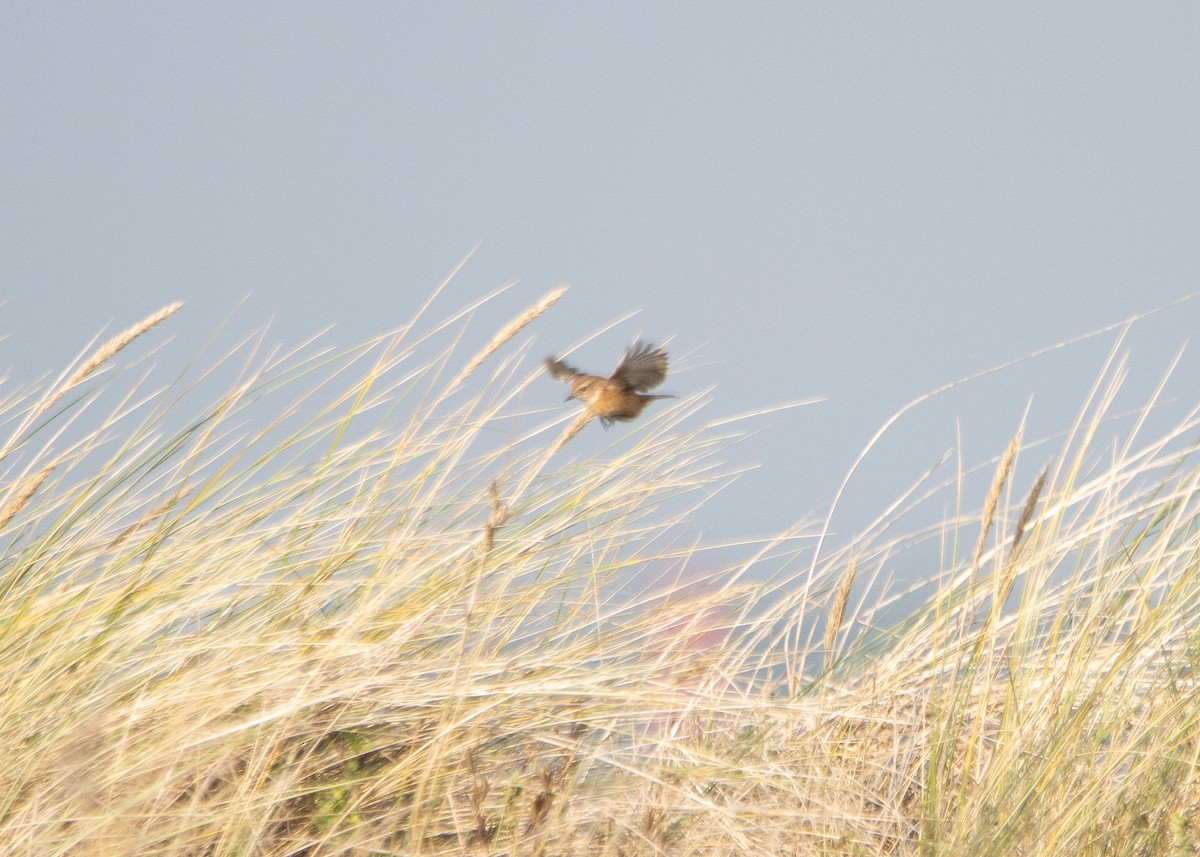 European Stonechat - ML645705736