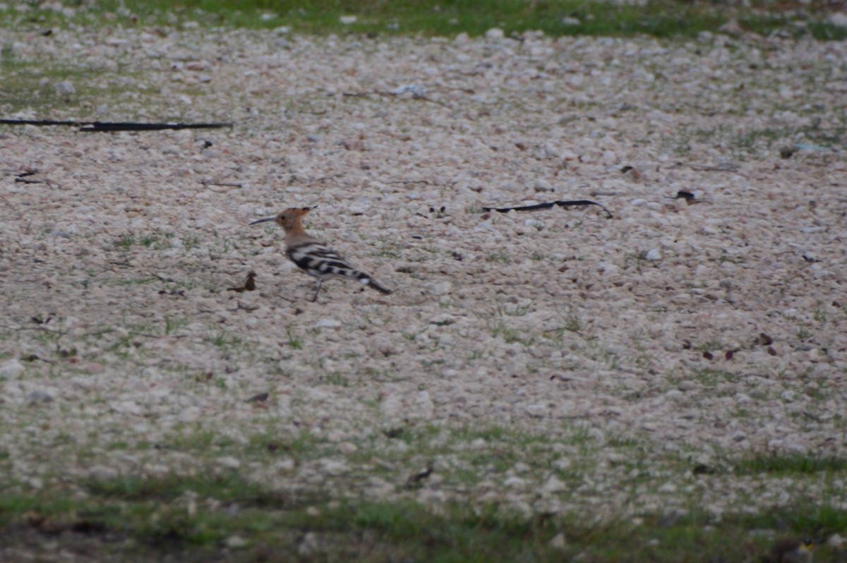 Common Hoopoe - ML645705746