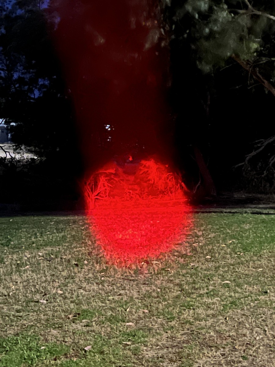 Bush Thick-knee - ML645705753