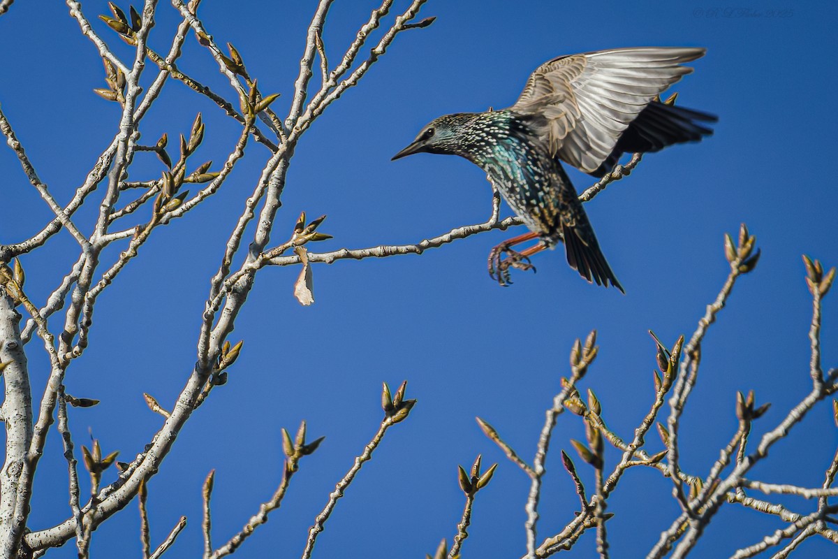 ホシムクドリ - ML645705758