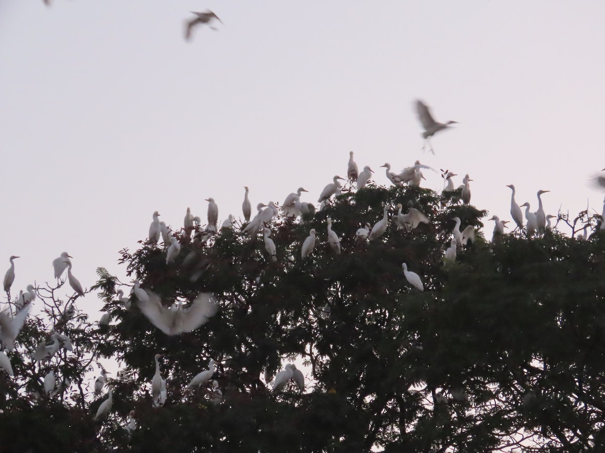 アマサギ - ML645705759