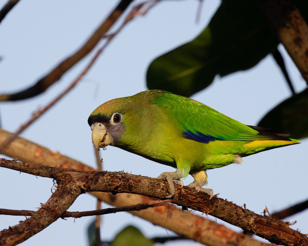 クロビタイイロオインコ - ML645705760