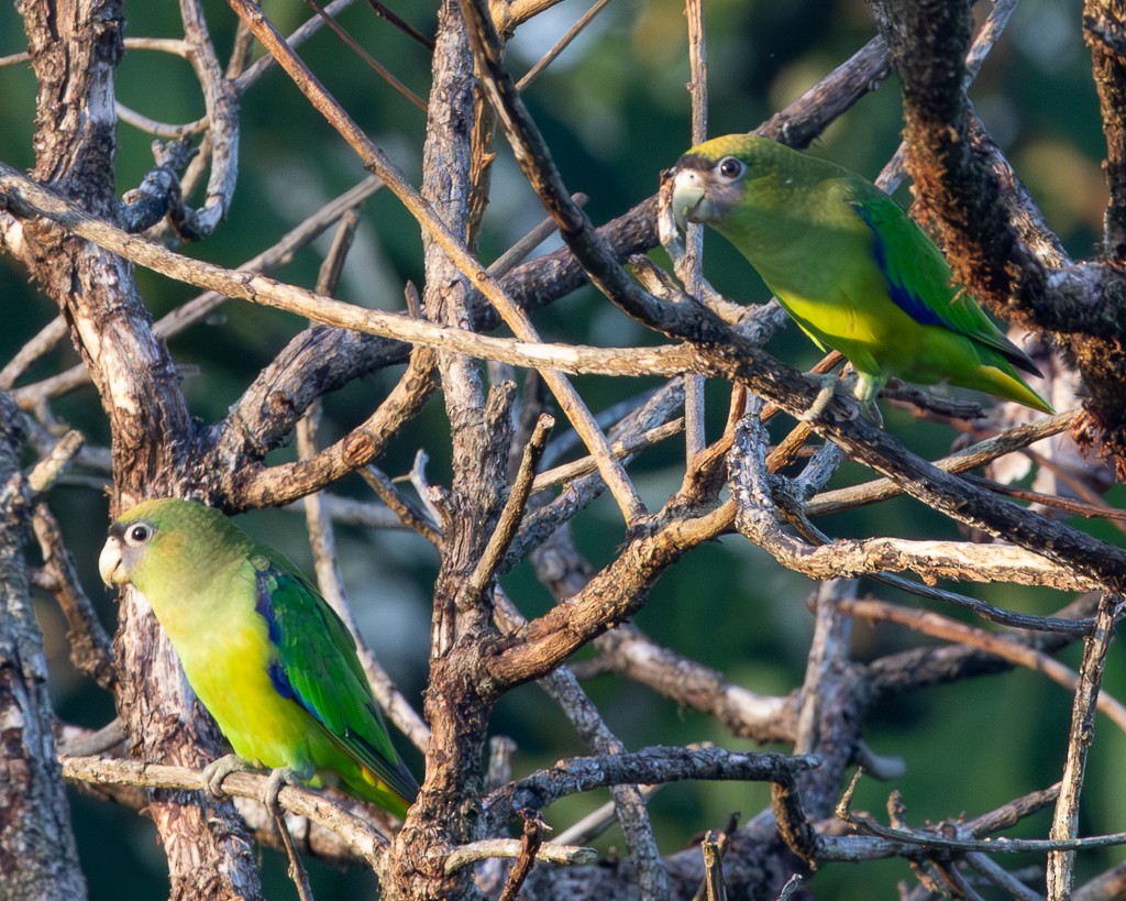 クロビタイイロオインコ - ML645705761