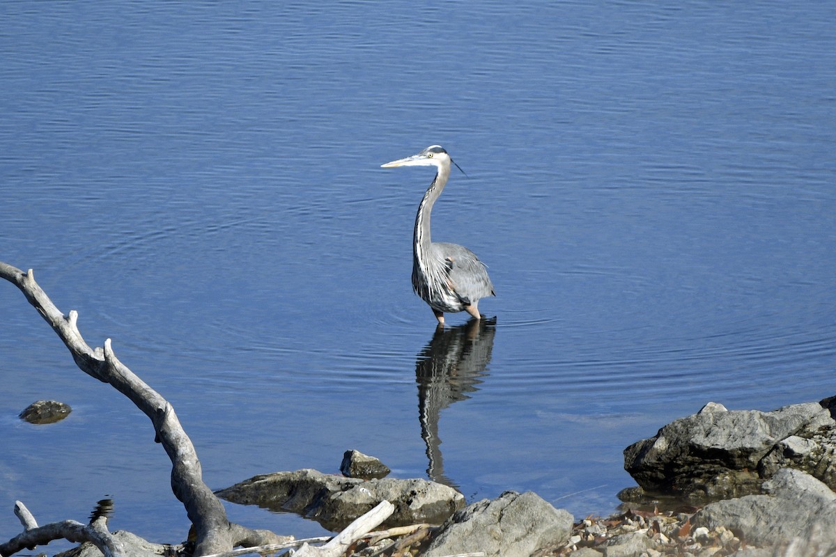 オオアオサギ - ML645705762