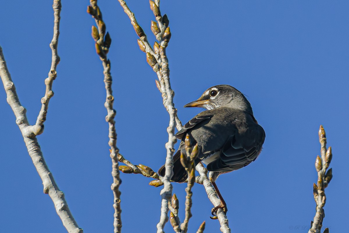 コマツグミ - ML645705764