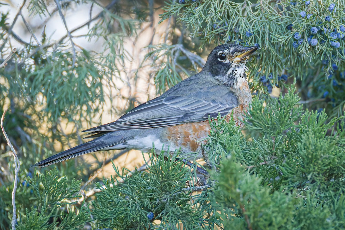 コマツグミ - ML645705765