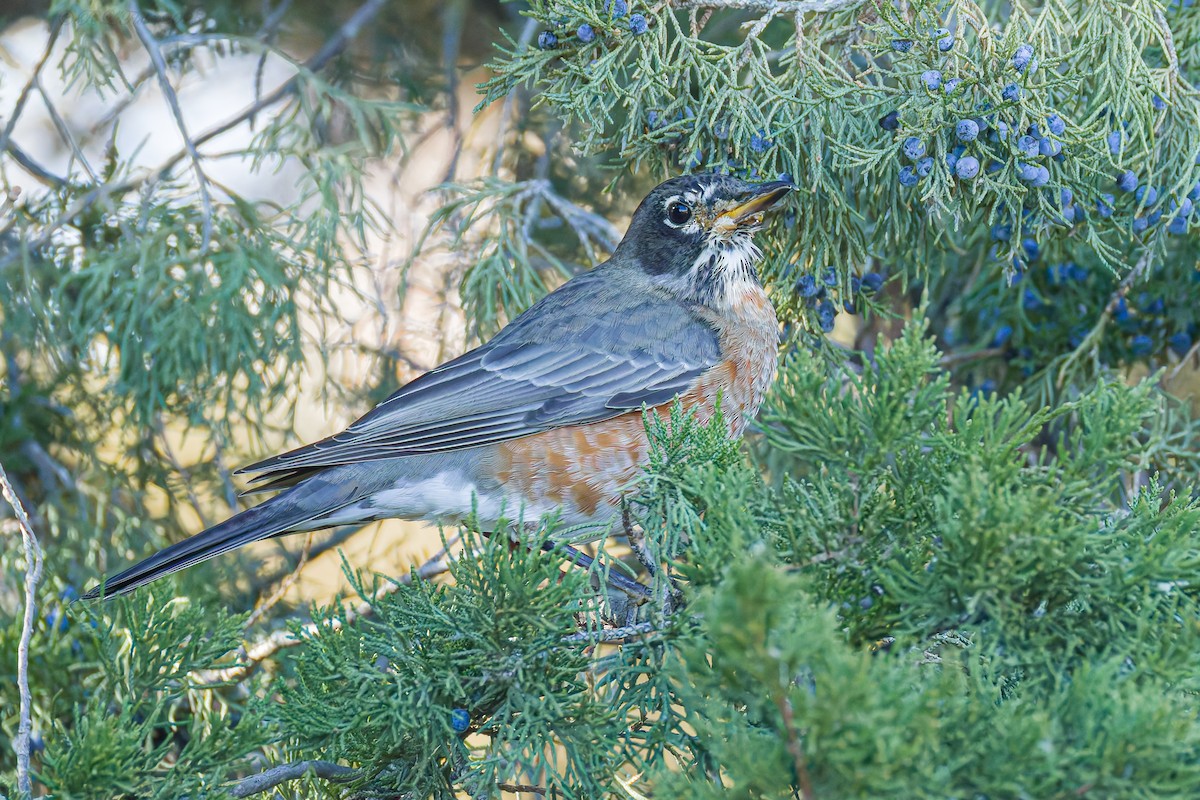 コマツグミ - ML645705766