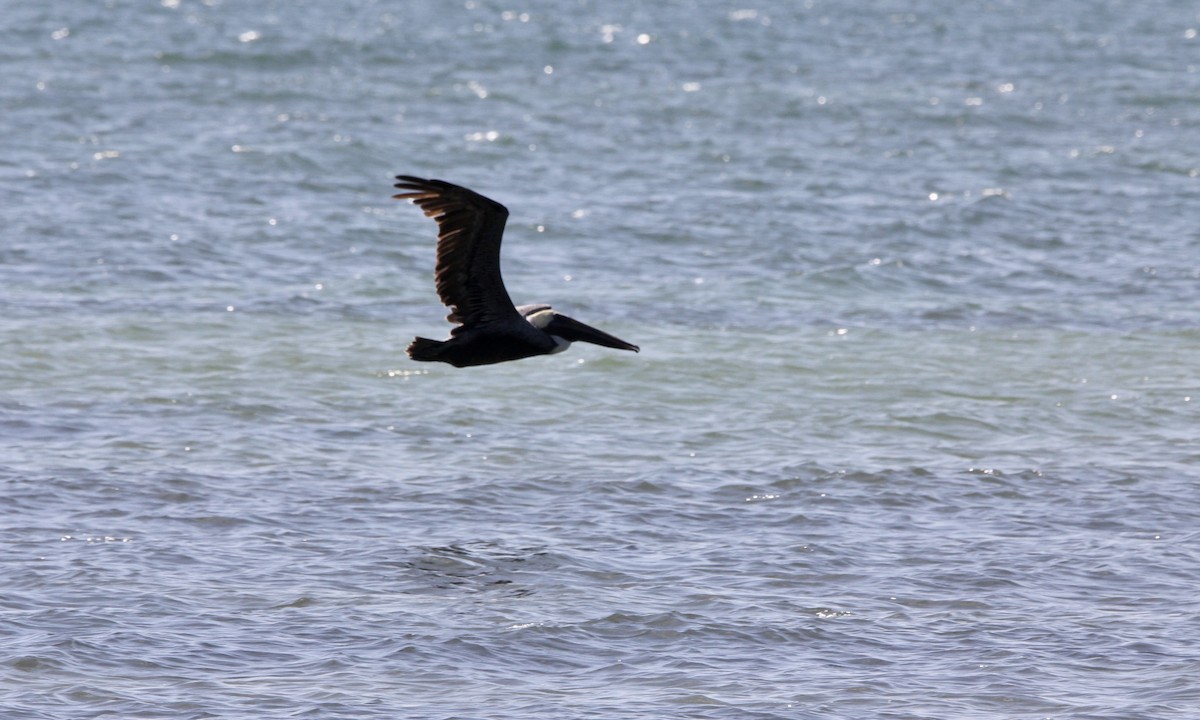 カッショクペリカン - ML645705769