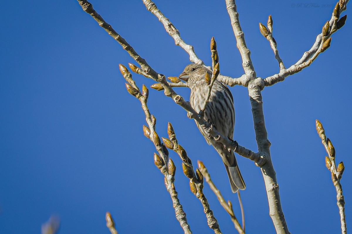 メキシコマシコ - ML645705775