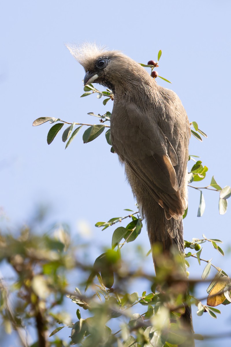 チャイロネズミドリ - ML645705777