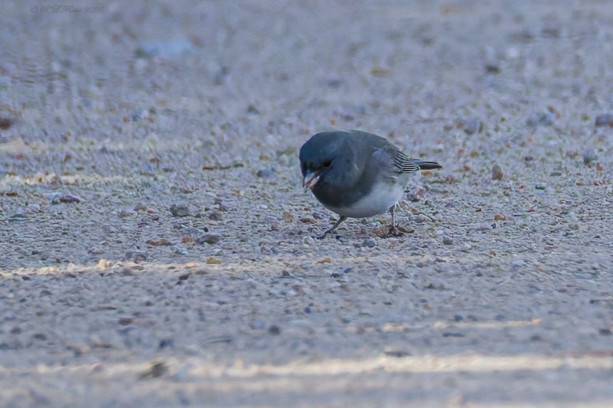 ユキヒメドリ - ML645705780