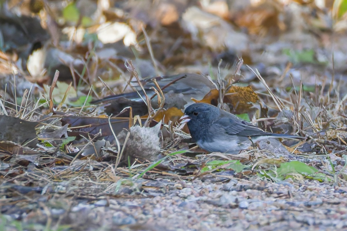 ユキヒメドリ - ML645705781