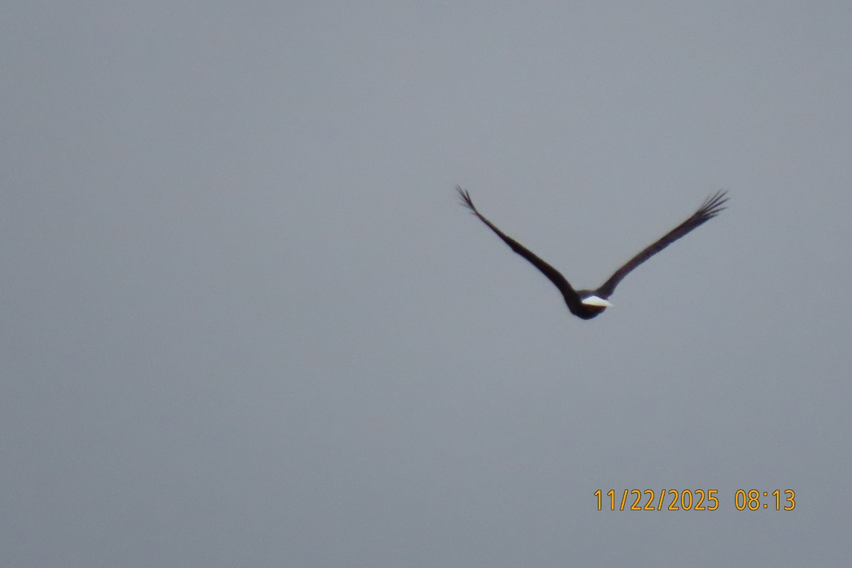 ハクトウワシ - ML645705786