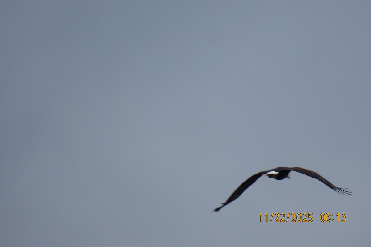 ハクトウワシ - ML645705787