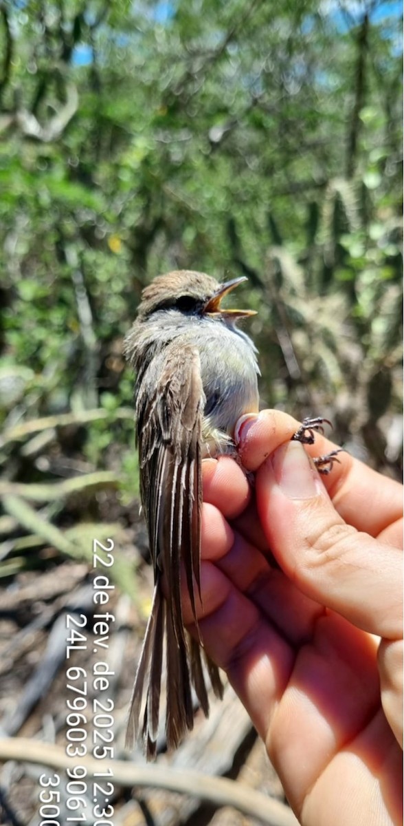 Mouse-colored Tyrannulet - ML645705791
