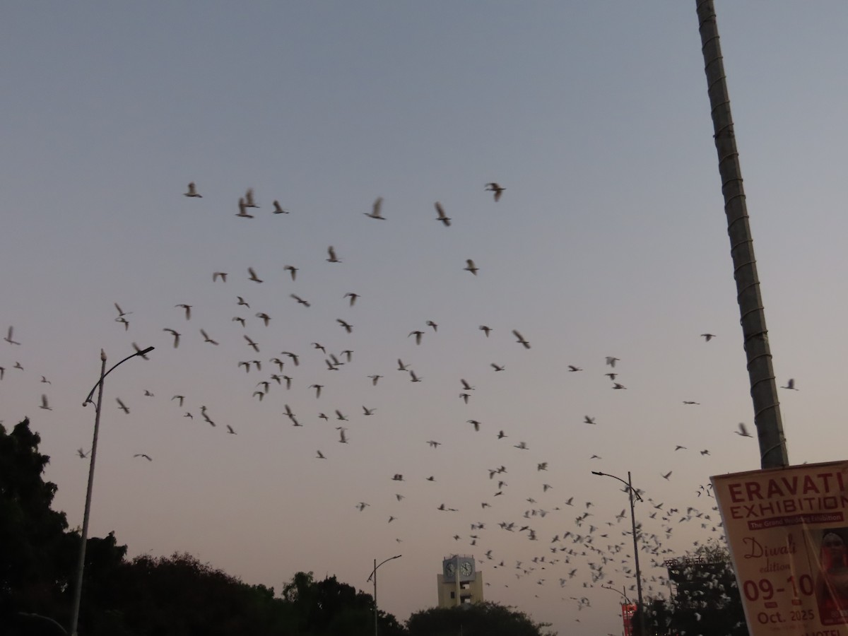 アマサギ - ML645705792