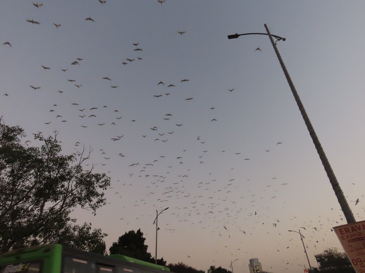 アマサギ - ML645705793