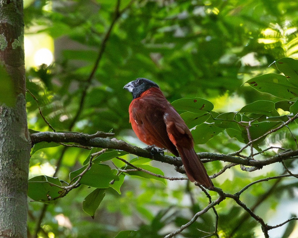 Slate-colored Grosbeak - ML645705796