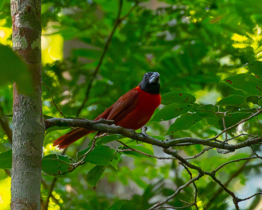 Slate-colored Grosbeak - ML645705797