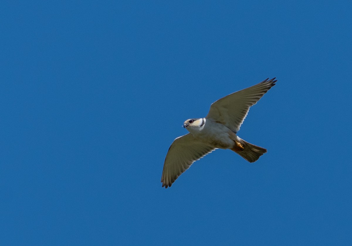 Pearl Kite - ML645705800