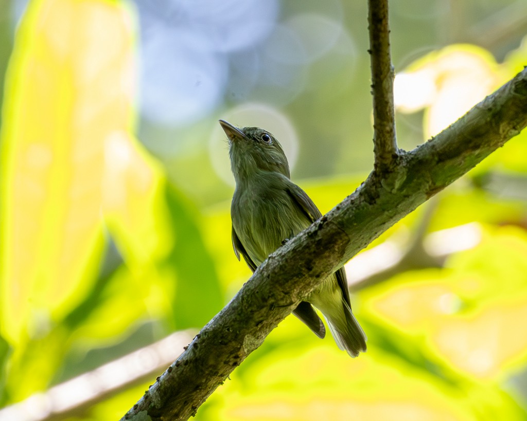 Manakin nain - ML645705816