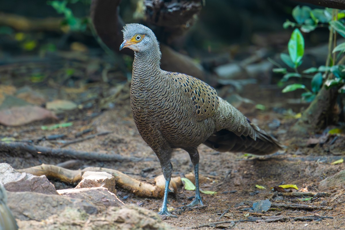 Indochina-Pfaufasan - ML645705818