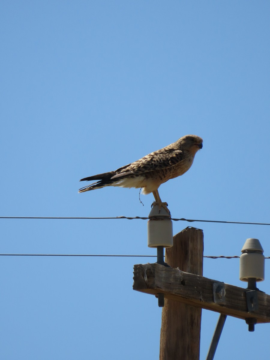 Cernícalo Ojiblanco - ML645705822