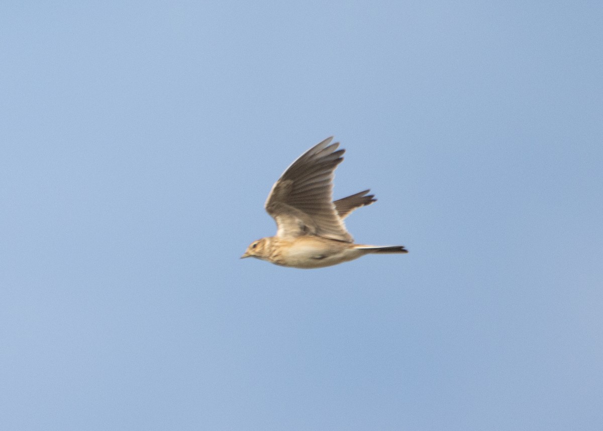 Eurasian Skylark - ML645705846