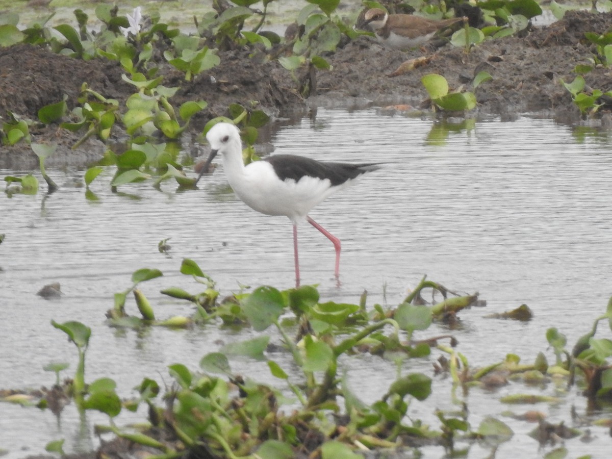 高蹺鴴 - ML645705879