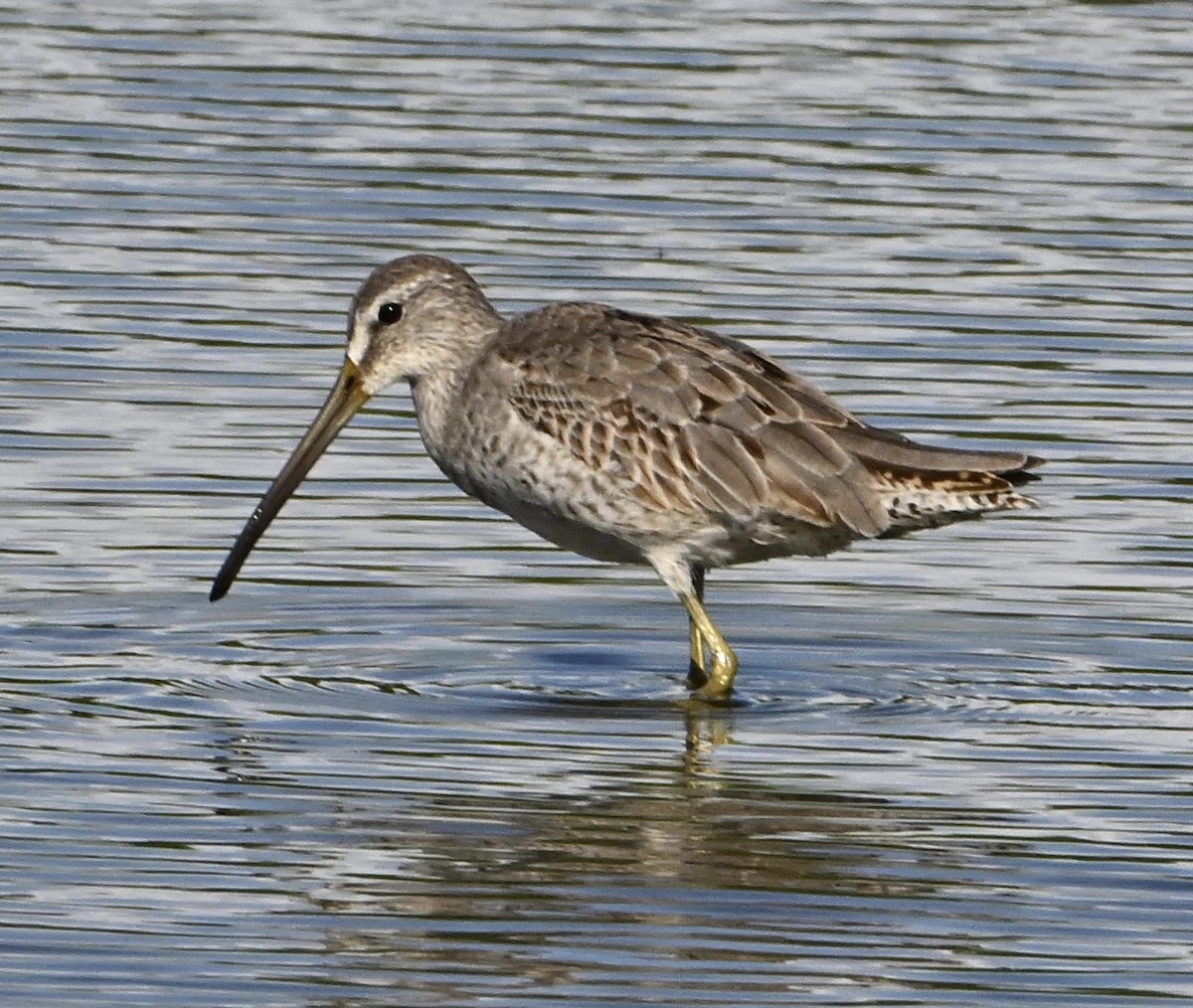 Short-billed Dowitcher - ML645705884