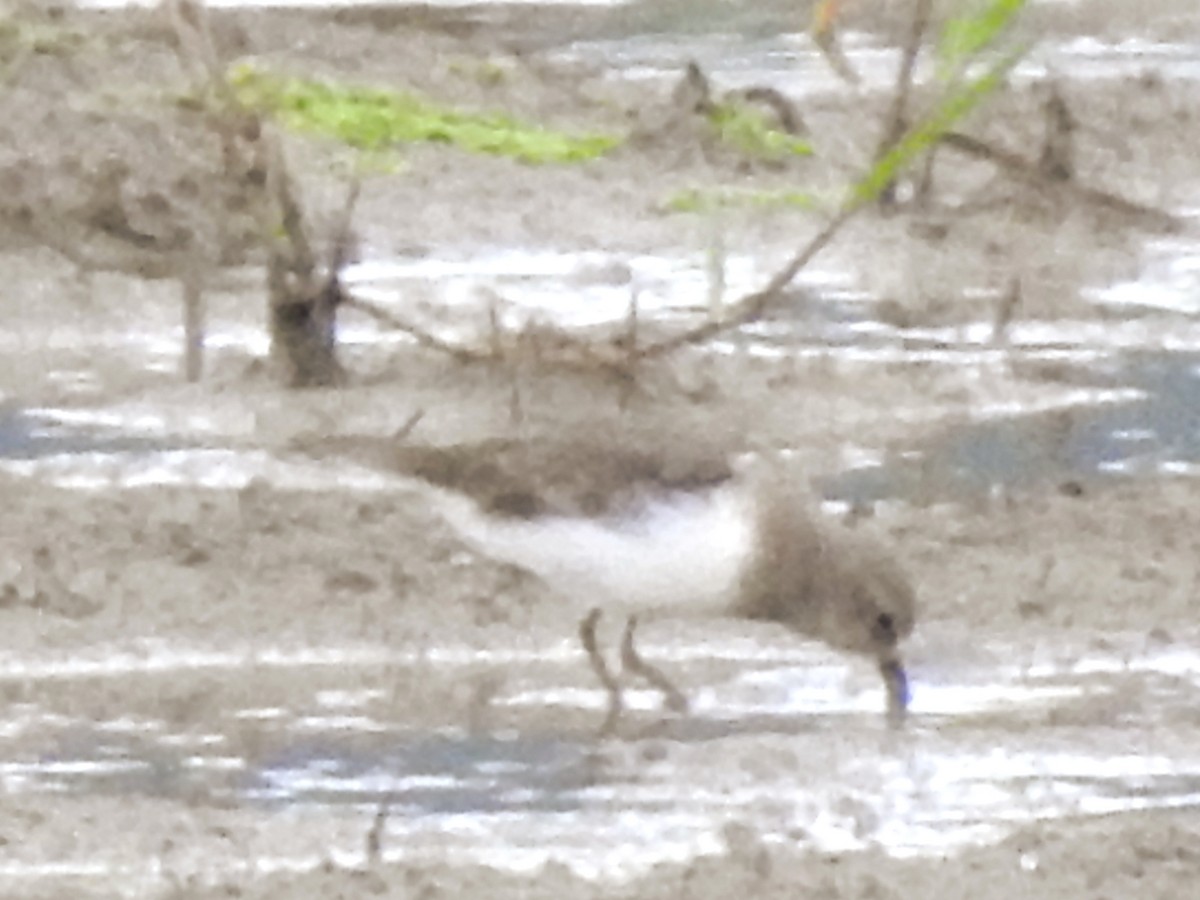 Temminck's Stint - ML645705890