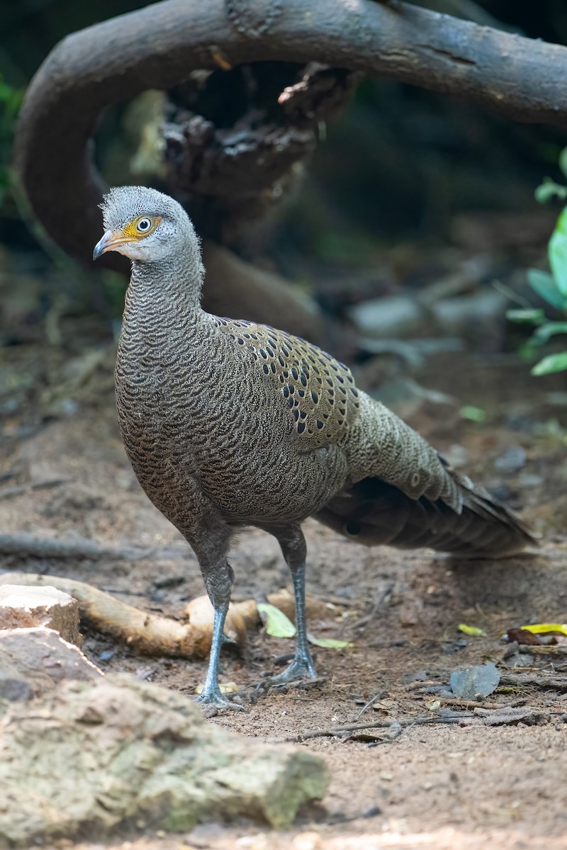 Indochina-Pfaufasan - ML645705891