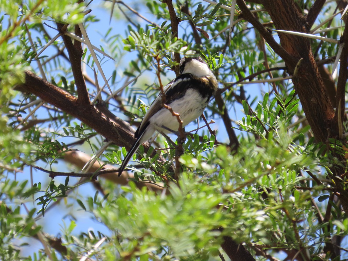 Pririt Batis - ML645705900