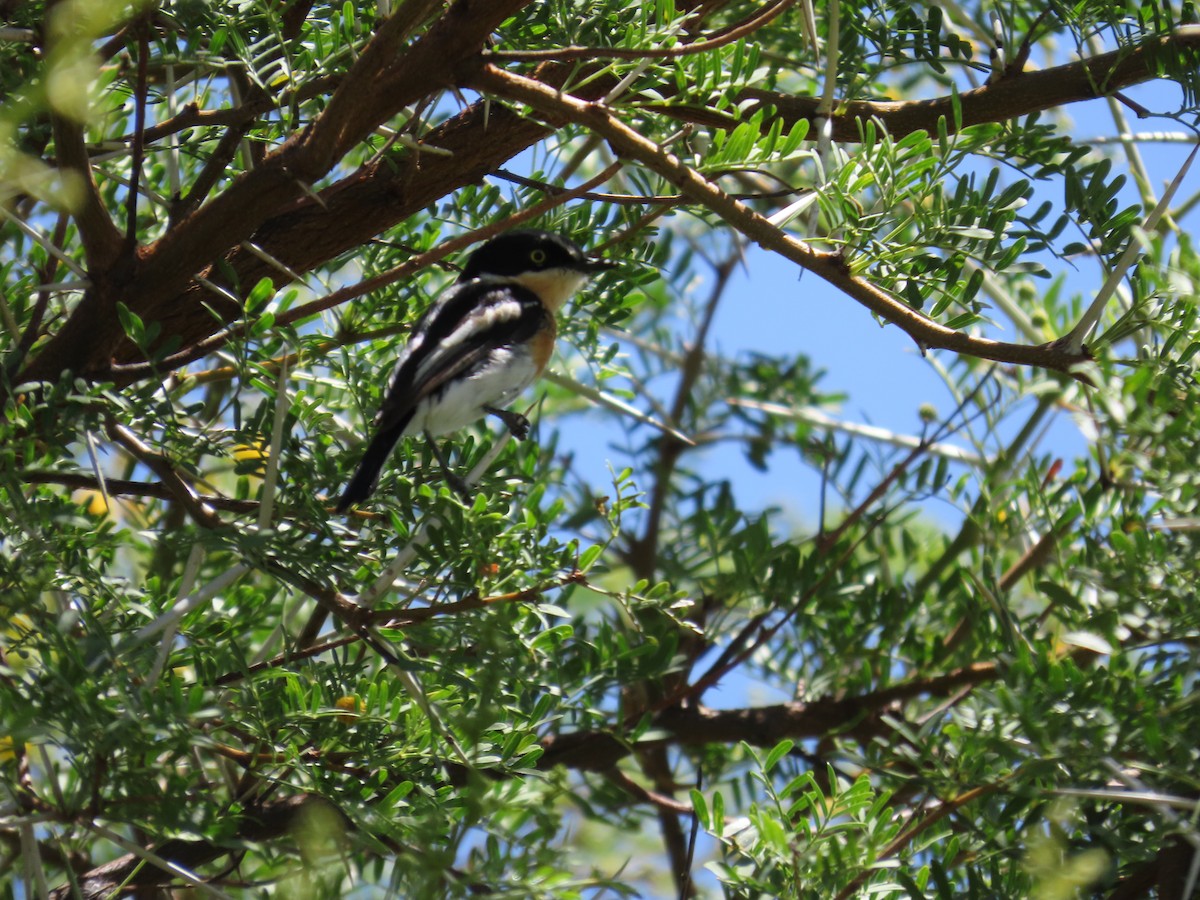 Pririt Batis - ML645705901