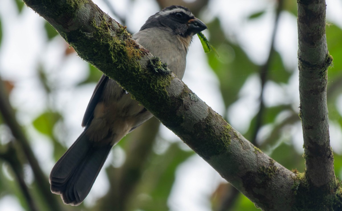 Thick-billed Saltator - ML645705904