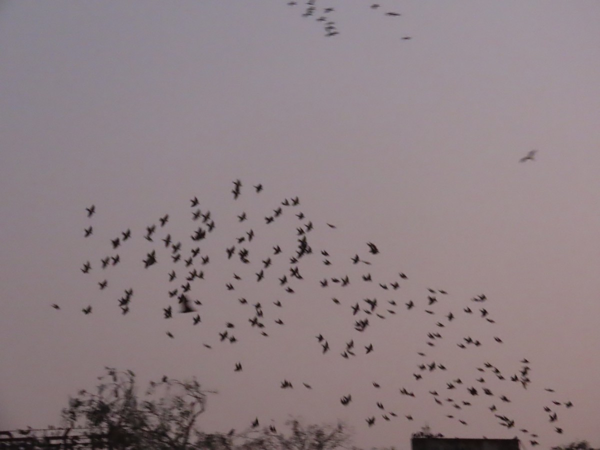 Rosy Starling - ML645705907