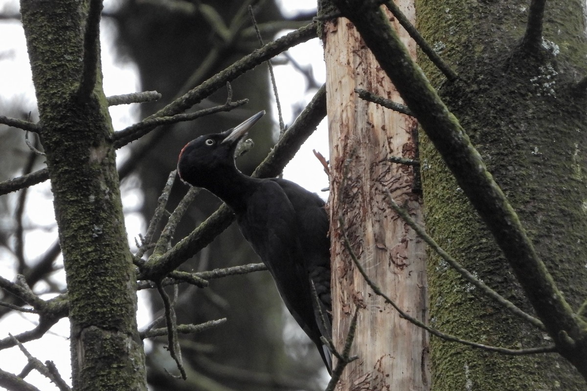 Black Woodpecker - ML645705908