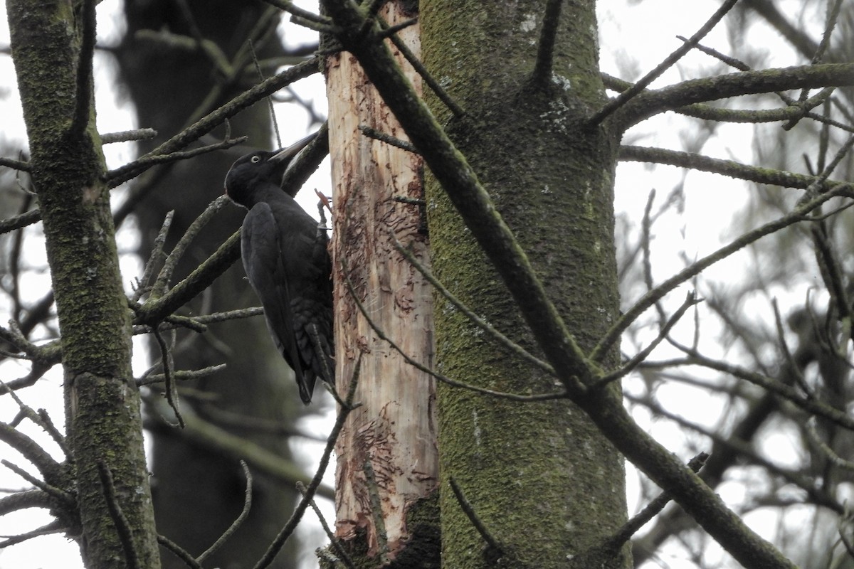 Black Woodpecker - ML645705909