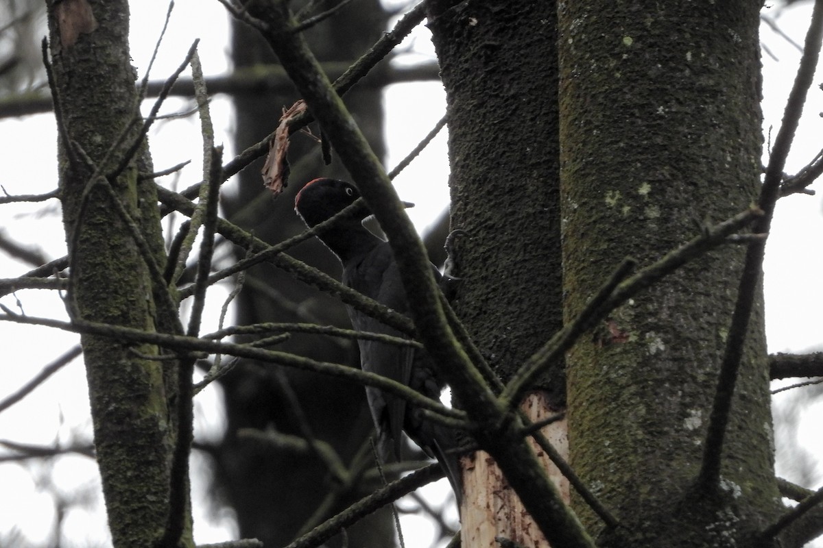 Black Woodpecker - ML645705910